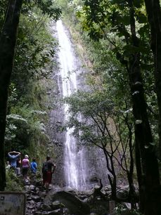 Manoa Falls - 2011-12-17.jpg